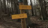 Trail Walking Céret - Fontfrede -pic des salines par el coll de pois de neu - Photo 2