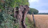 Trail Walking Eijsden-Margraten - glandouille ? non, vadrouille ! - Photo 11