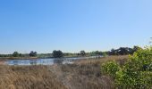 Tour Wandern Bergeijk - marais Hollande  - Photo 2