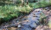 Trail Walking Malmedy - Le pouhon des cuves   - Photo 6