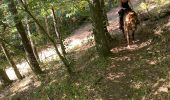 Trail Horseback riding Saint-Apollinaire-de-Rias - St Appollinaire de Rias au top 👍 - Photo 17