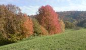 Percorso A piedi Weinheim - Rundwanderweg Bildstock 10: Rund um Oberflockenbach - Photo 2