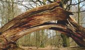 Tour Zu Fuß Gutsbezirk Reinhardswald - Rundweg Urwald Sababurg rot - Photo 2