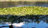 Randonnée Marche Soccia - LAC DE CRENO - Photo 12