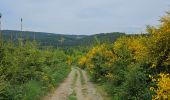 Trail Walking La Roche-en-Ardenne - A la découverte de Maboge 🥾 - Photo 1