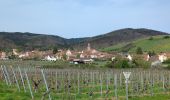 Tour Wandern Mittelweier - Mittelwihr - Beblenheim - Zellenberg - Hunawihr  - Riquewihr -  Nécropole de Sigolsheim - Photo 6