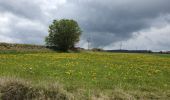 Trail Walking Le Puy-en-Velay - [01] Compostelle : du Puy-en-Velay à Saint-Privat-d'Allier - Photo 15