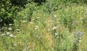 Trail Walking Courniou - Prouilhe et la Route forestière de la corniche - Photo 2