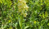 Tour Wandern Saint-Pierre-de-Chartreuse - Le charmant Som en Boucle - Photo 2
