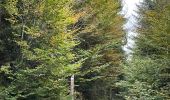 Trail Walking Habay - Le grand ruisseau  - Photo 1