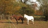 Tour Wandern Genappe - #181109 - Amis de Bousval n°8 - Promenade des grands fossés**** - Photo 2