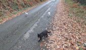 Trail Walking Livron - Livron déconfiné avec chats6 - Photo 6