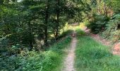 Trail Walking La Roche-en-Ardenne - Autour de Samrée  - Photo 11