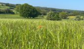 Trail Walking Paliseul - Maissin, pvl juillet 2025 - Photo 14