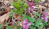 Trail Walking Kaltenborn - Hohe Acht - Photo 2