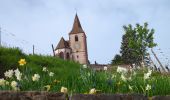 Excursión Senderismo Mittelwihr - Mittelwihr - Beblenheim - Zellenberg - Hunawihr  - Riquewihr -  Nécropole de Sigolsheim - Photo 11