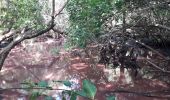 Trail Walking La Trinité -  Galion mangrose en boucle  - Photo 3