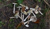 Tocht Stappen Spa - 20231003 - Tous en vadrouille - Champignons Berinzenne  - Photo 10