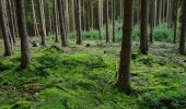 Tocht Te voet Kirchzell - Rundwanderweg Kirchzell Wildschweinfütterung 9: Hainbuche-Weg - Photo 3