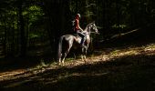 Tocht Paard Libin - De Chevauchée entre Lesse et Lomme - Photo 1