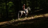 Tour Pferd Libin - De Chevauchée entre Lesse et Lomme - Photo 1