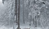 Trail Snowshoes Gérardmer - Gerardmer raquettes 5 - Photo 4