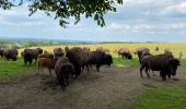 Tocht Stappen Bastenaken - Recogne, autour des Bisons - Photo 1