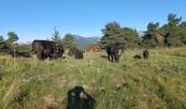 Trail Walking Seyne - SEYNES LES ALPES.  Le Grand Puy .  Le Grand Puy par les Crêtes o n  - Photo 5