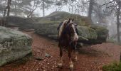 Trail Horseback riding Aubure - 2019-11-03 WE Aubure Taennchel - Photo 3