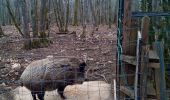 Tocht Stappen Besançon - Forêt de CHAILLUZ - Photo 4