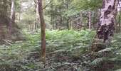Trail Walking Montigny-le-Tilleul - BE-Montigny-le-Tilleul - Landelies - Aulne - 2 - Photo 5