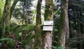 Trail Walking Rimbach-près-Masevaux - Haute Bers - Photo 8
