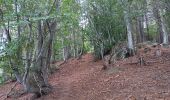 Randonnée Marche L'Albère - ullat . piste . puig orella . puig St cristau . puig orella . ullat - Photo 14