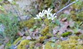 Randonnée Marche Buoux - Sivergues - Photo 10