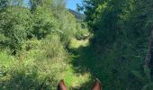 Trail Horseback riding Ban-de-Laveline - Ban de Laveline- Fraize - Photo 8