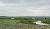 Tour Wandern Vains - Pointe du Grouin Sud - Marcey les Grèves  - Photo 1