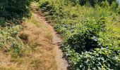 Excursión Senderismo Houffalize - Promenade des crêtes - Photo 20