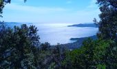 Percorso Marcia Le Lavandou - Rando Les Balcons de Cavalière - Photo 2