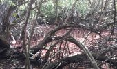 Trail Walking La Trinité -  Galion mangrose en boucle  - Photo 2