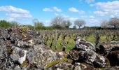 Excursión Senderismo Doué-en-Anjou - Doué-la-Fontaine  - Photo 3