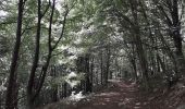 Excursión A pie Fogars de Montclús - L'empedrat de Morou - Photo 1