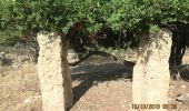 Excursión A pie Beit Shemesh - נחל דולב - Photo 2