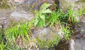 Trail Walking Vexaincourt - Vosges - Vexaincourt - Lac de la Maix- sentier des myrtilles  - Photo 5