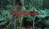 Tour Wandern Sainte-Rose - Le Saut des Trois Cornes - Photo 10