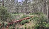 Tour Wandern Lacoste - Massif des Cèdres via Lacoste - Photo 20