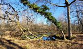 Tour Zu Fuß Fontainebleau - Boucle 28 km en forêt de Fontainebleau  - Photo 8