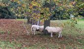 Excursión Senderismo Beersel - Dworp - Parc de Huizingen - Bois de Halle - Photo 15