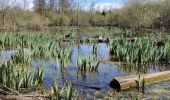 Tour Wandern Noyal-Châtillon-sur-Seiche - Noyal Châtillon 2 - Photo 2