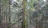 Tocht Stappen Lepuix - Ballon d'Alsace par la cascade du Rummel - Photo 3