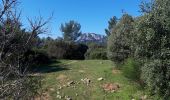 Tour Wandern Solliès-Ville - Le Petit Coudon-23-04-21 - Photo 2